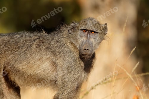 Preview: Young chacma baboon