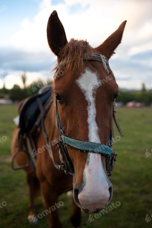 Preview: muzzle of an adult brown horse close up