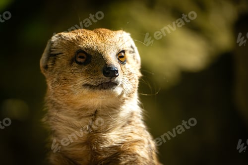 Preview: Charming small Mongoose in a natural environment