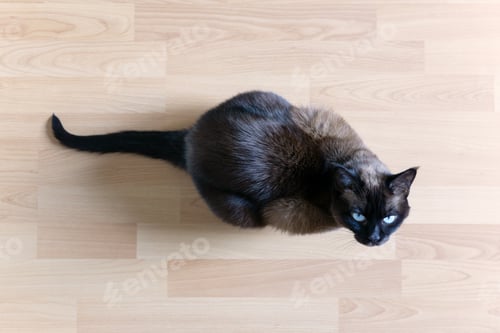 Preview: siamese cat sitting on laminate floor looking up