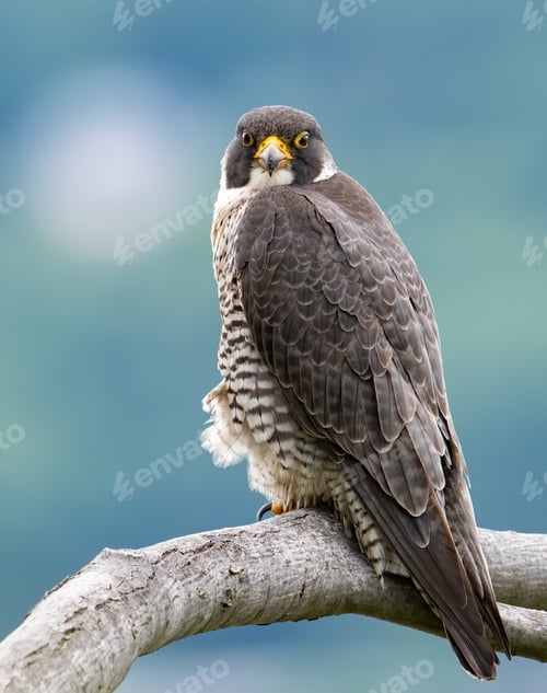 Preview: Peregrine Falcon Portrait