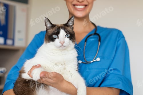 Preview: Veterinarian Nurse Lady Holding Fluffy Cat Pet Standing In Clinic