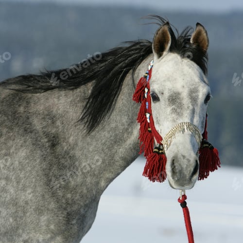 Preview: arabian, horse, mare, stallion, riding