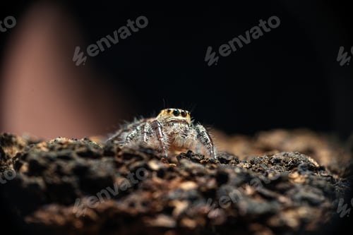 Preview: Hyllus diardi