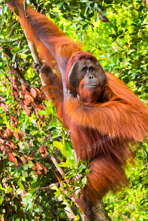 Preview: Orangutan, Tanjung Puting National Park, Indonesia