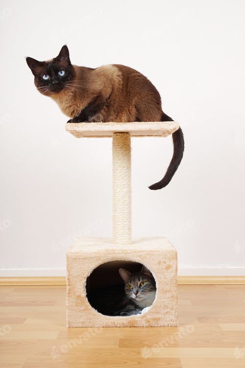 Preview: two cats on cat tower