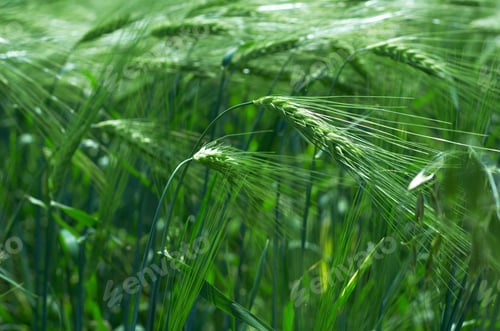 Preview: agriculture