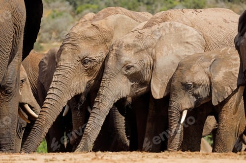 Preview: African elephants drinking water - South Africa