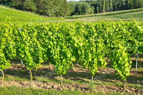 Preview: Beautiful shot of a wide vineyard during a sunny day