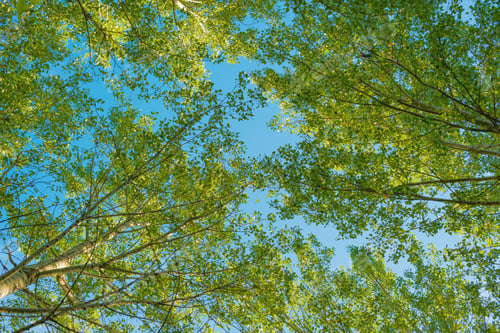 Preview: Low angle view of aspen tree woodland treetops with blue summer sky in background.