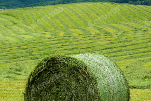 Preview: Hay roll in the hay field