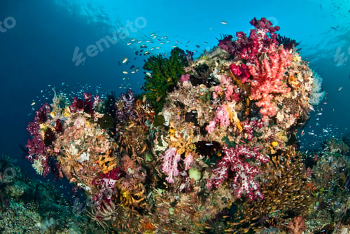Preview: Vibrant coral reef teeming with marine life