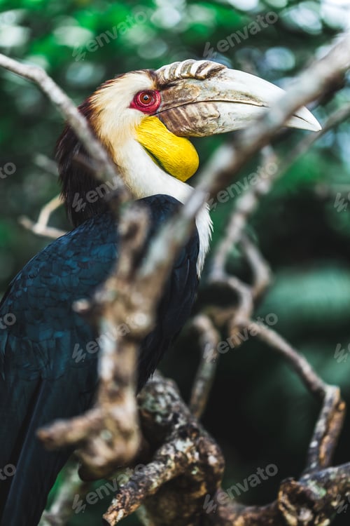 Preview: Male Bar-pouched Wreathed Hornbill portrait close up.