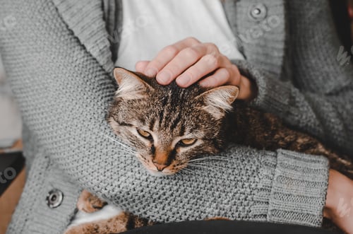Preview: Woman's hand stroking a cat