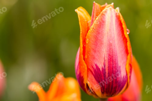 Preview: Spring flowers