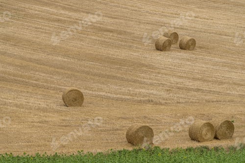 Preview: Hay Rolls on Field