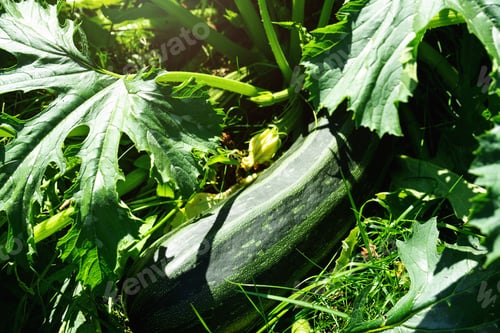 Vista previa: Zucchini, pumpkin and courgette in the garden bed in a suburban area with a farm. Eco-friendly harve