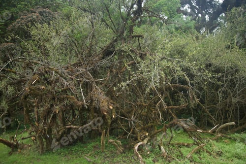 Preview: Thicket found in hilly areas of North East India