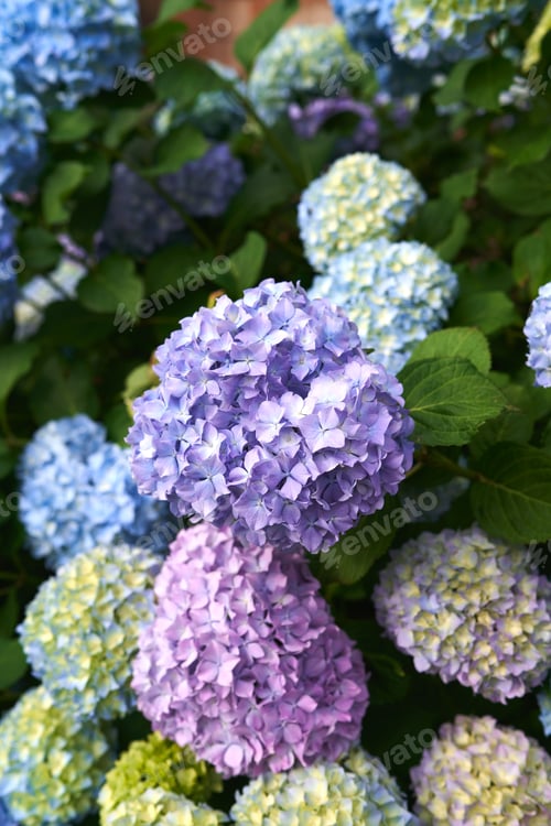 Preview: Large multi-colored flowers on a hydrangea bush. Close-up