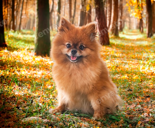 Preview: spitz in nature