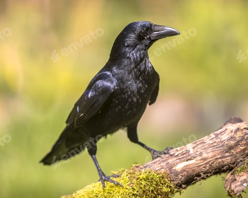 Preview: Black Carrion Crow looking for food