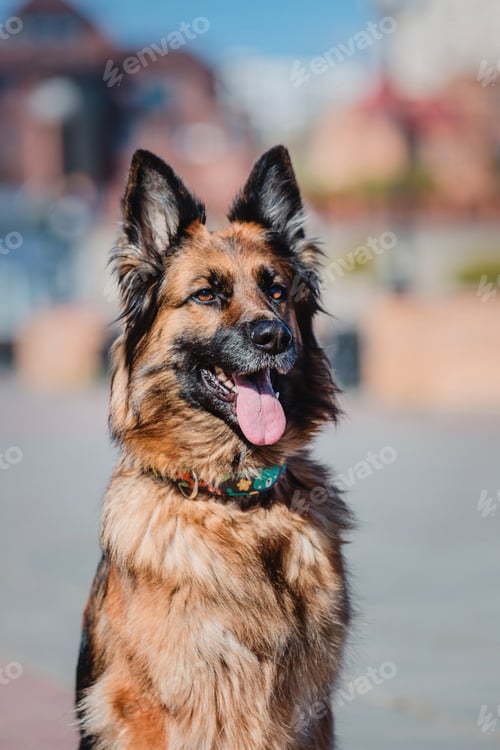 Preview: Portrait of a German shepherd dog. Dog outdoor. Purebred dog.