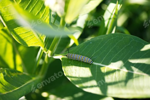Preview: Closeup of a monarch caterpillar crawling on a milkweed plant