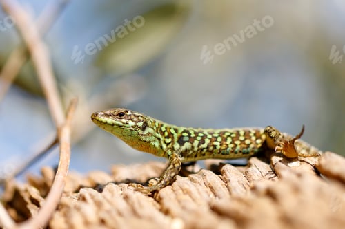 Preview: Zootoca vivipara (Lacerta vivipara) closeup portrait.