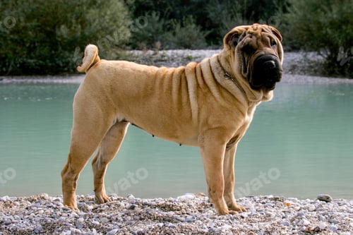 Preview: Shar Pei Dog