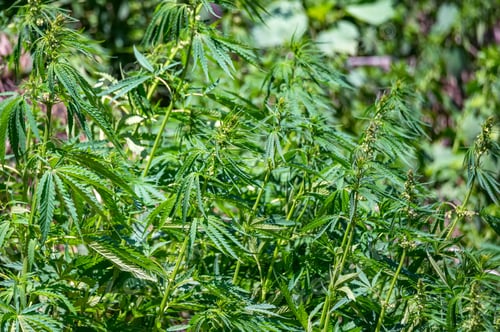 Preview: Close up of wild cannabis growing in nature