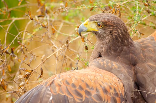 Preview: close up portrait of a harris hawk, Parabuteo unicinctus