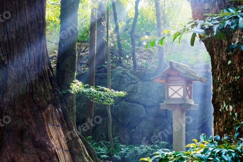 Preview: Rays of Sunlight Shining through a Japanese Forest