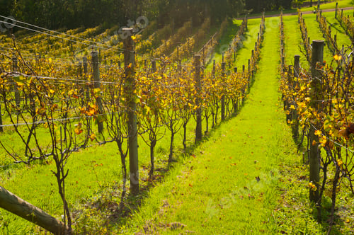 Preview: Autumn vineyard on Waiheke Island, Auckland, North Island, New Zealand