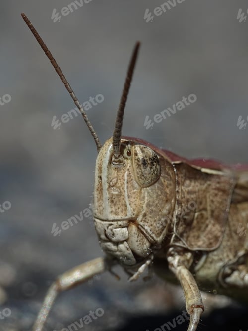 Preview: Grasshopper (Orthoptera)