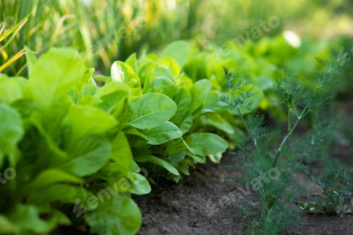 Preview: juicy lettuce leaves