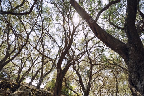 Preview: olive grove on a sunny day