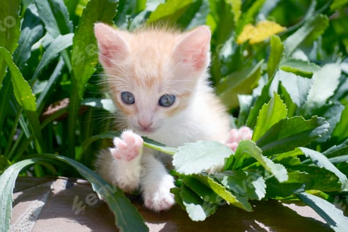 Preview: Adorable Kitten Surrounded by Green Foliage Outdoors