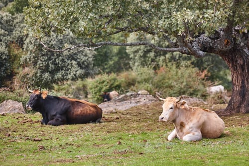Preview: Cows grazing in the countryside under an oak tree. Agriculture