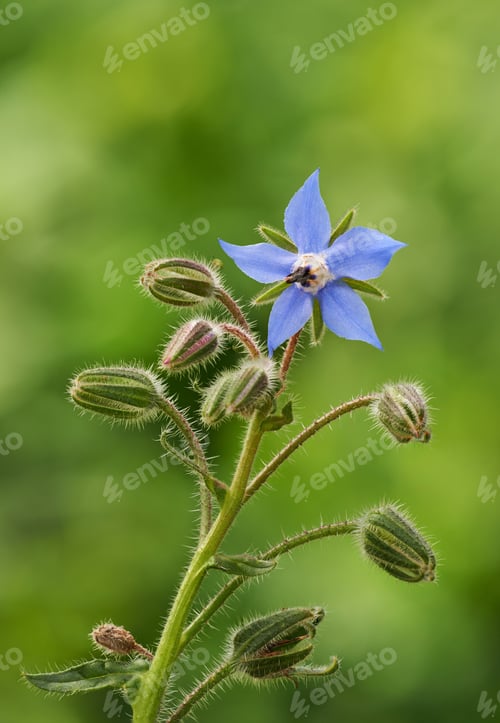 Blue Borage Flower in Full Bloom