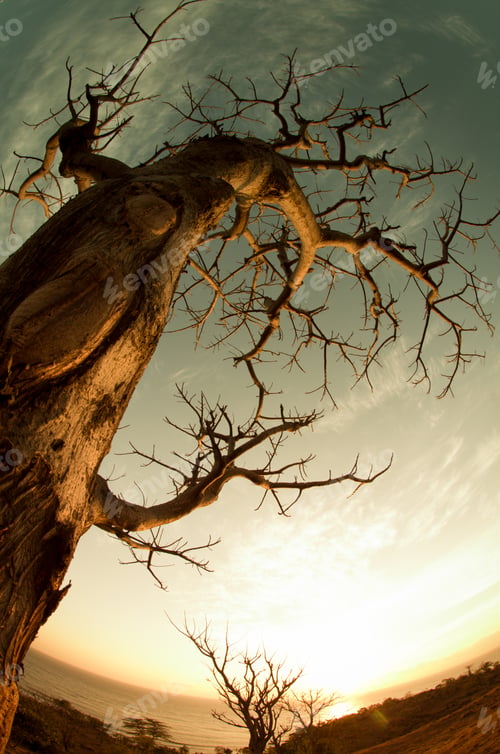 Preview: A striking upward perspective of a bare tree against a sunset sky