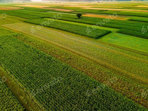 Preview: Lonely Tree in Agriculture Crop Fields Drone View