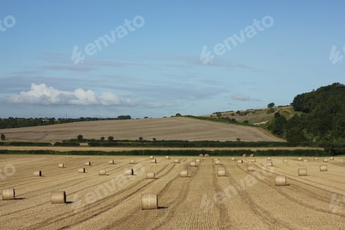 Preview: Landscape of hay rolls on a farm