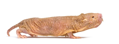Preview: Naked Mole-rat, hairless rat, isolated on wihte