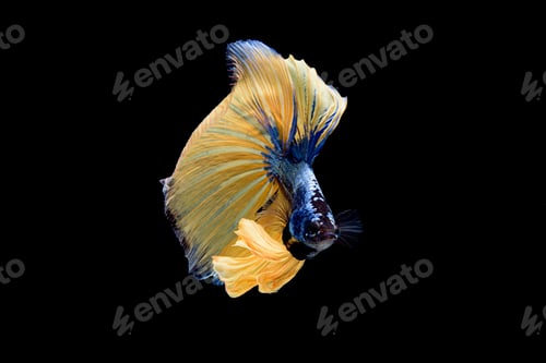 Preview: Siamese fighting fish Betta splendens on black background