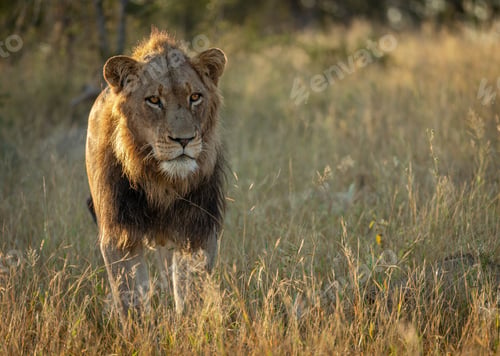 Preview: A young male lion, Panthera leo, walking through grass, backlit.