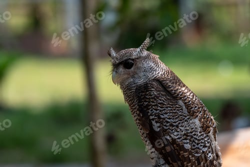 Preview: The buffy fish owl, Ketupa ketupu, also known as the Malay fish owl