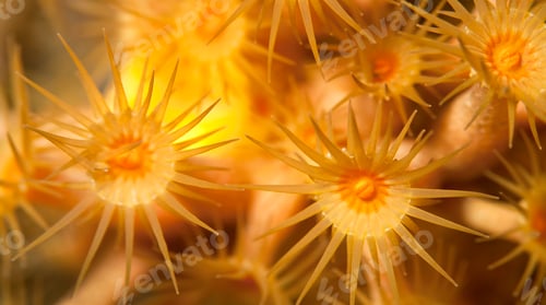 Preview: Yellow Encrusting Sea Anemone, Cabo Cope Puntas del Regional Natural Park, Spain