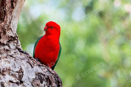 Preview: Male King Parrot (Alisterus) on tree trunk, red and green plumage