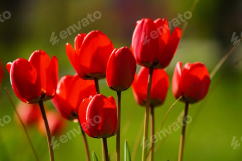 Preview: Red tulips against the light