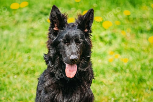 Preview: Black German Shepherd Dog Sit In Green Grass. Alsatian Wolf Dog Or German Shepherd Dog On Green